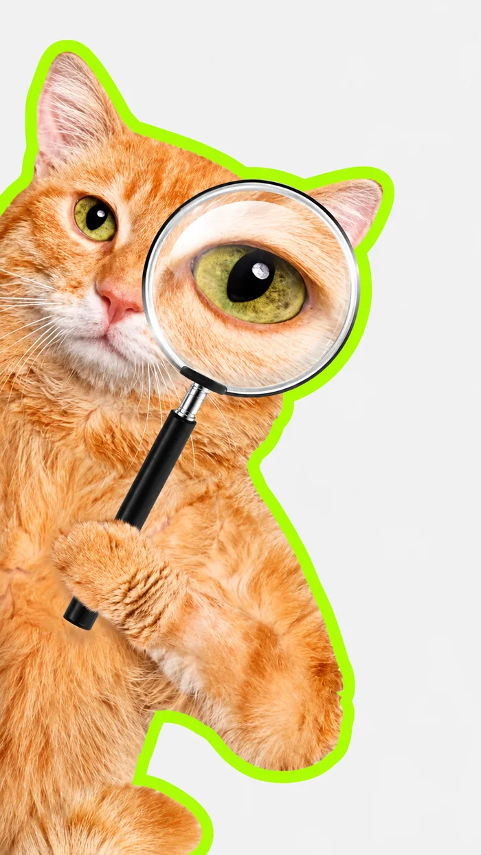 Ginger cat inspecting with a magnifying glass